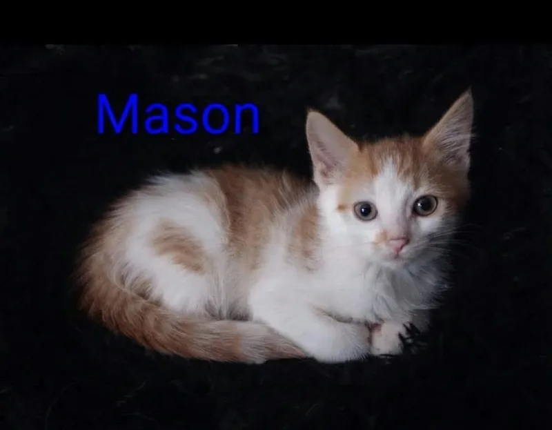 A baby medium-sized male Orange & White Domestic Short Hair cat named Mason for adoption in Wyandotte, MI