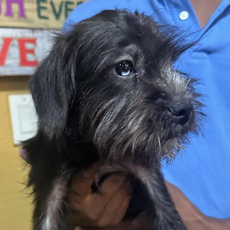 A baby medium-sized female Black Schnauzer dog named Remi Local October for adoption in Brookshire, TX