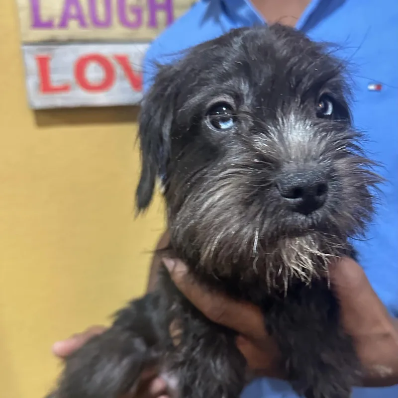 Remi  Local October thumbnail 3