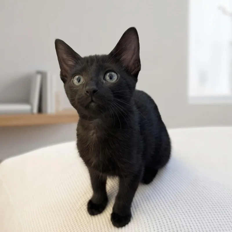 A baby large-sized male Domestic Short Hair cat named Remy for adoption in Allen, TX