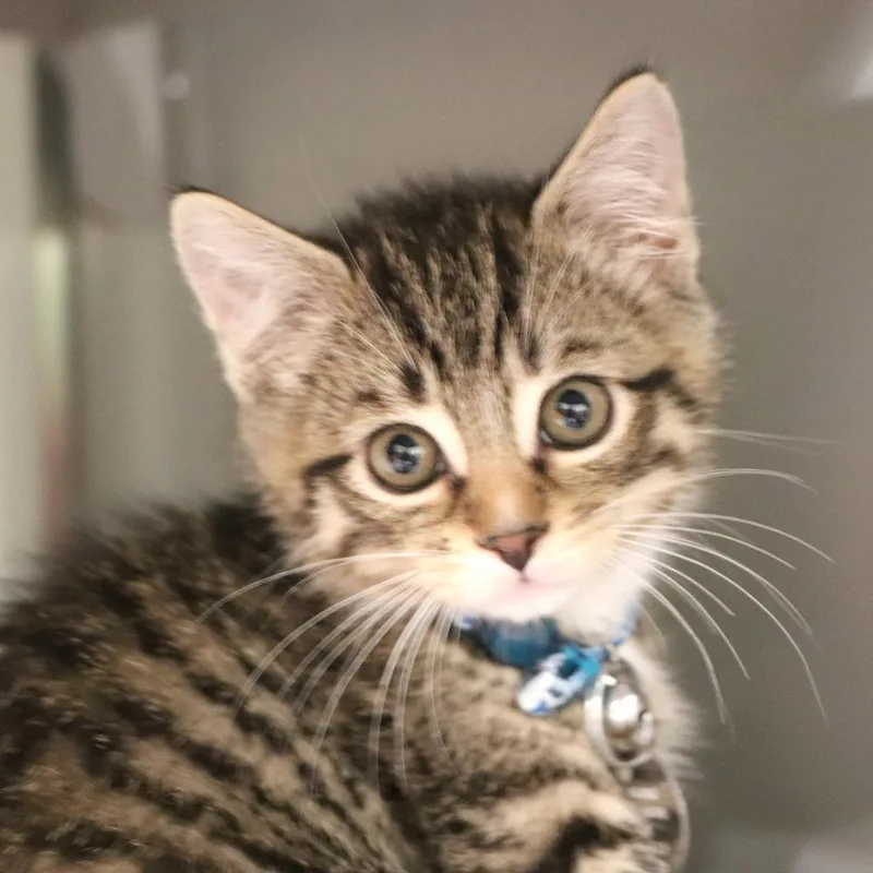 A baby small-sized male Domestic Short Hair cat named Zekrom for adoption in Port Washington, NY