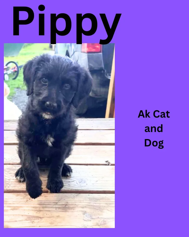 A baby small-sized female Standard Poodle dog named Pippy for adoption in Wasilla, AK