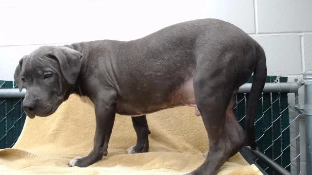 A baby medium-sized male Pit Bull Terrier dog named Hoagie for adoption in Downey, CA