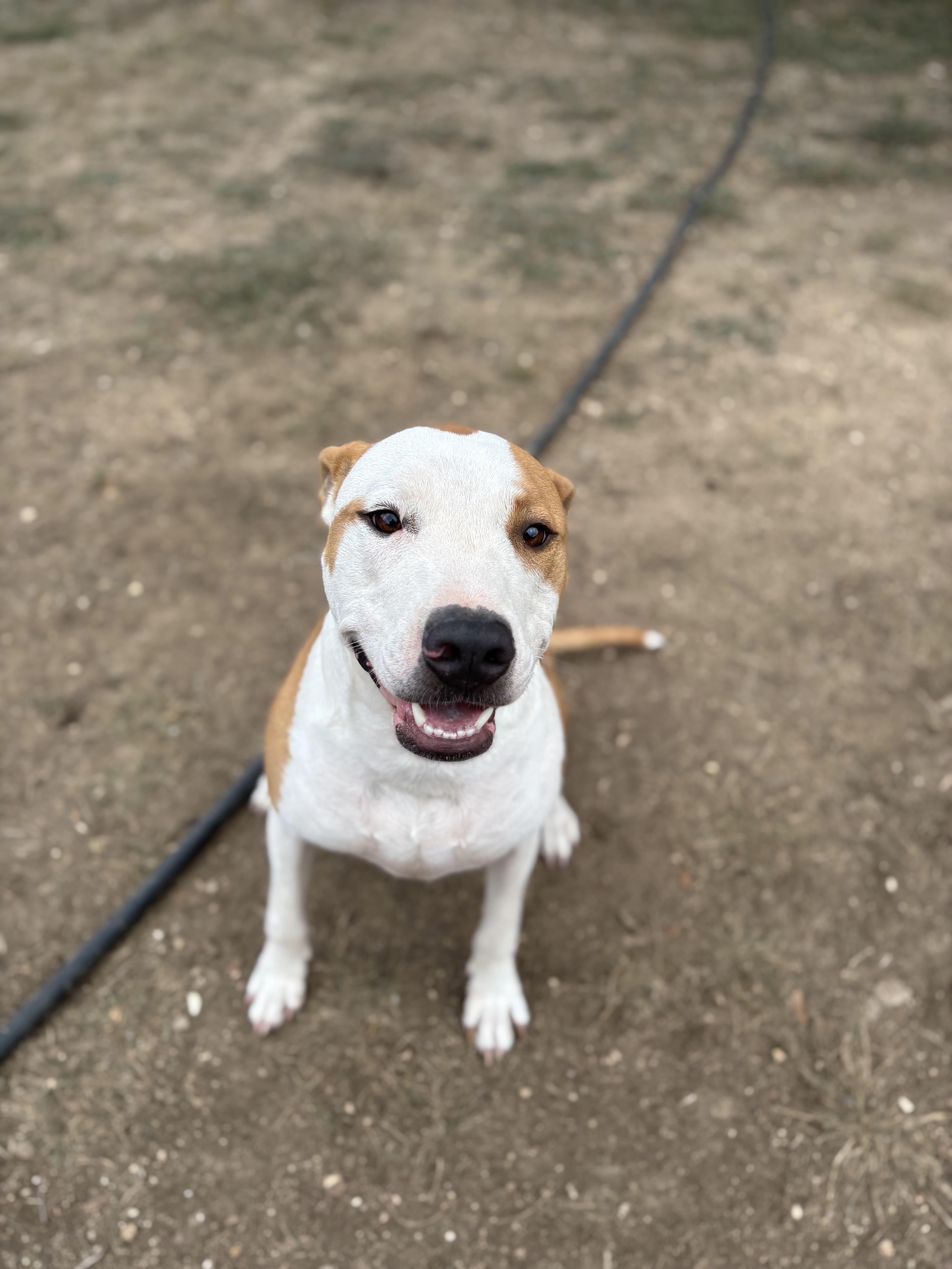 A young large-sized male Mixed Breed dog named Dutton for adoption in Blanco, TX