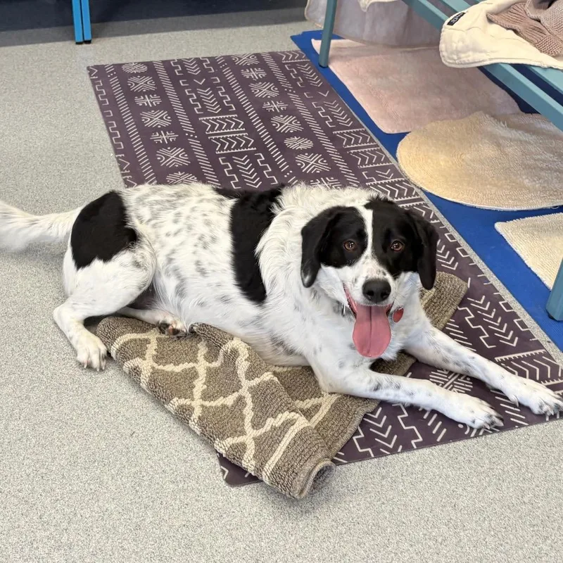 An adult medium-sized male Black Australian Cattle Dog / Blue Heeler dog named Omega for adoption in Wheeling, IL