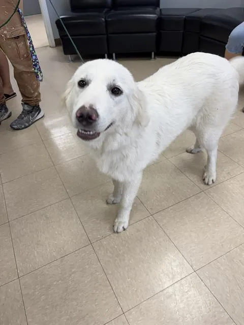 Snowball