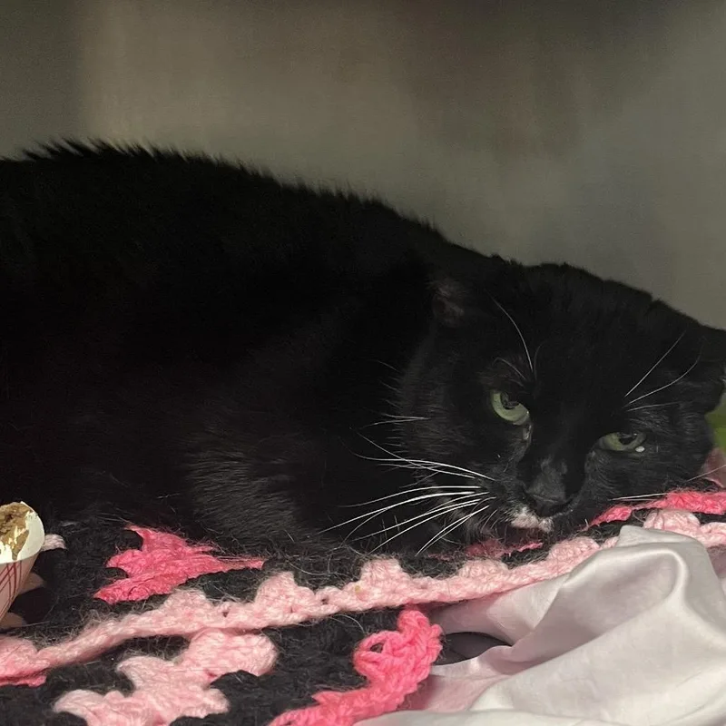 An adult large-sized female Black Domestic Short Hair cat named Dilly for adoption in West Palm Beach, FL