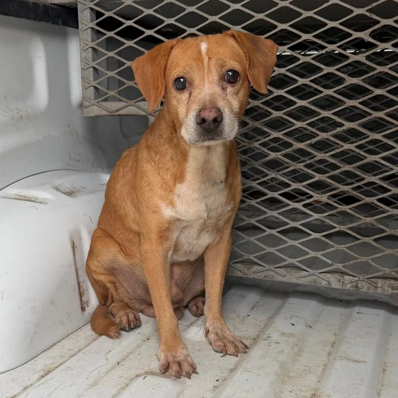 A senior small-sized male Terrier dog named Trevor for adoption in Edinburg, TX