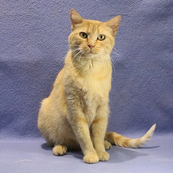 An adult medium-sized female Tabby (Orange / Red) Domestic Short Hair cat named Honey for adoption in Overland Park, KS