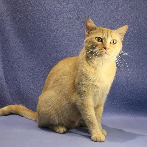 Honey thumbnail 2