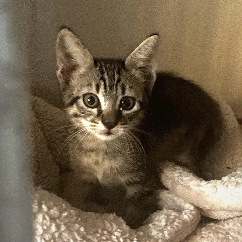 A baby small-sized male Brown / Chocolate American Shorthair cat named Mantis for adoption in Wheeling, IL