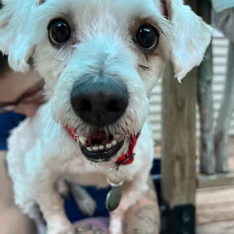An adult small-sized male Miniature Poodle dog named Theros for adoption in Bowdoin, ME