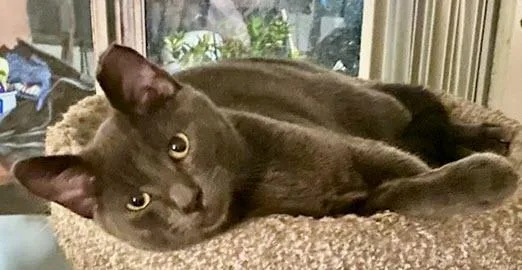 A baby medium-sized male Gray / Blue / Silver Russian Blue cat named Sweet Greezy for adoption in Los Angeles, CA