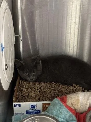A baby small-sized female Domestic Short Hair cat named Ellio for adoption in Madison, NJ