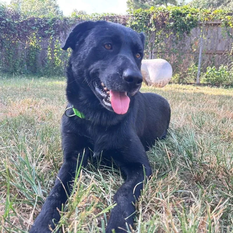 An adult large-sized male Black Labrador Retriever dog named Licorice for adoption in Spring, TX