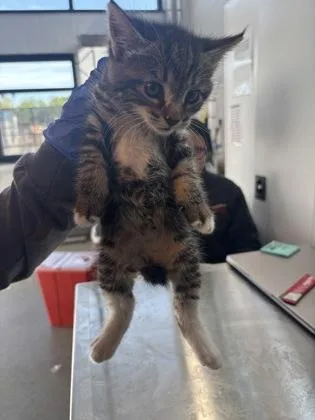 A baby small-sized female Domestic Short Hair cat named Sonar for adoption in West Chester, PA