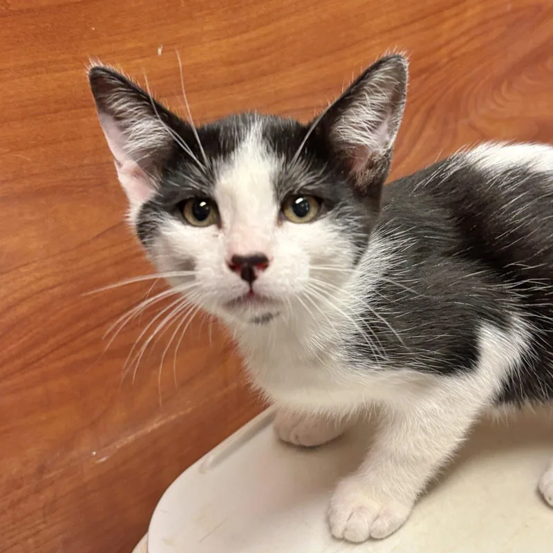 A baby medium-sized male Black & White / Tuxedo Domestic Short Hair cat named Stan for adoption in Sonora, CA