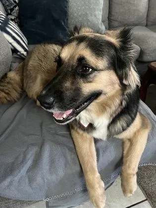 An adult large-sized female Shepherd dog named Eva for adoption in Washington, DC