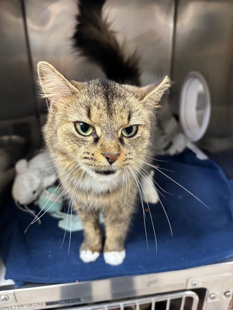 A young medium-sized female Domestic Medium Hair cat named Maple for adoption in Findlay, OH