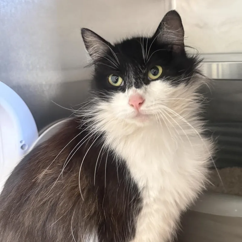 An adult medium-sized female Black Domestic Medium Hair cat named Lily for adoption in Fort Bragg, CA