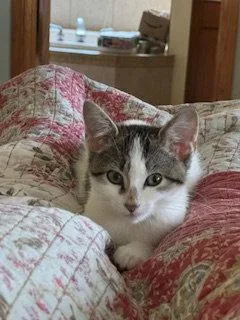 A baby medium-sized female Domestic Short Hair cat named Pixie for adoption in Wheaton, IL