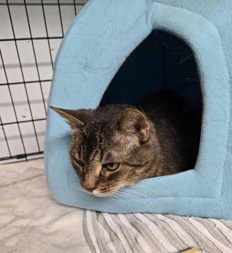 An adult medium-sized female Domestic Short Hair cat named Lucy for adoption in Windsor, CT