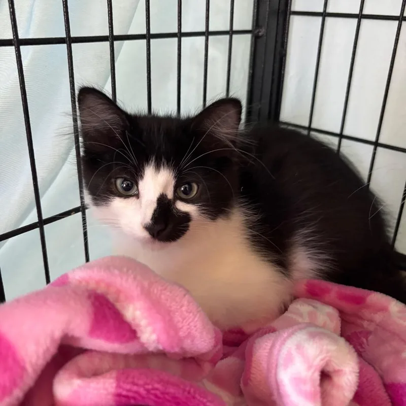 A baby small-sized male Black Domestic Medium Hair cat named Victor for adoption in Hawthorne, CA