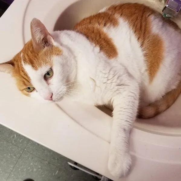 A senior medium-sized female Orange & White American Shorthair cat named Ida So Sad for adoption in Seymour, IN