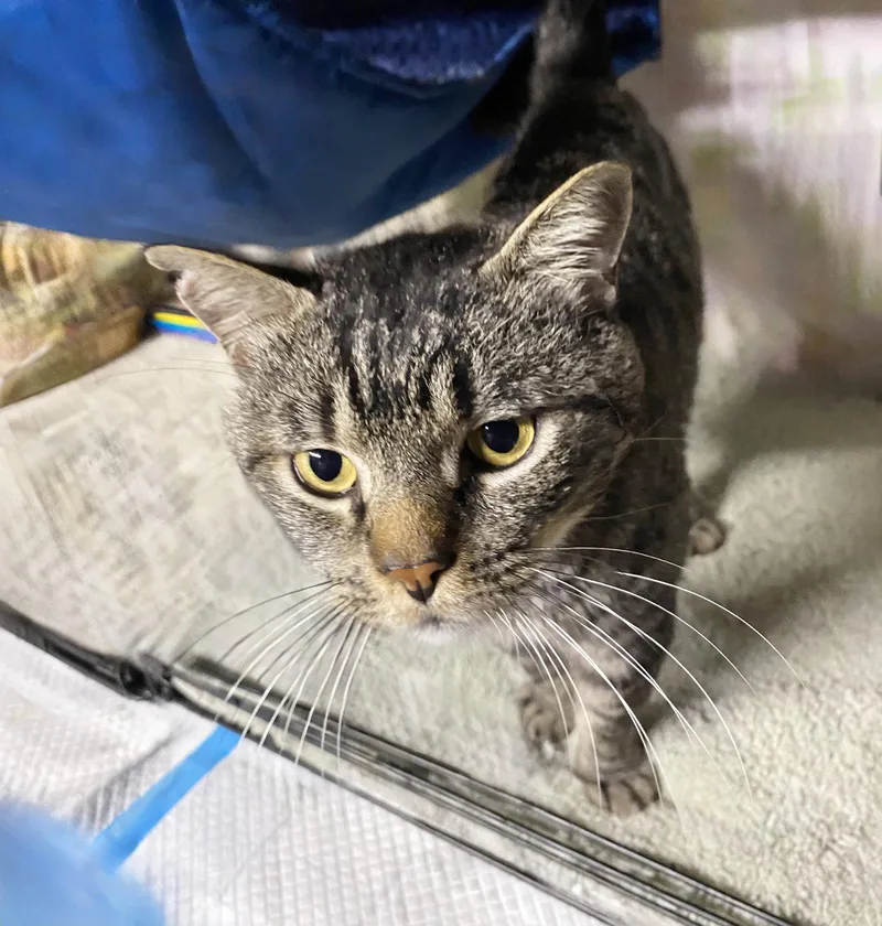 An adult medium-sized male Tabby cat named Ben for adoption in Alameda, CA