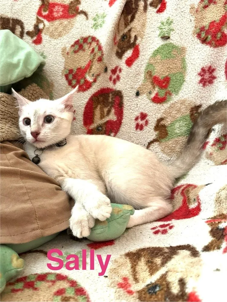 Sally thumbnail 2