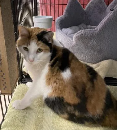 A senior medium-sized female Calico Domestic Short Hair cat named Princess Szazou for adoption in Annapolis, MD