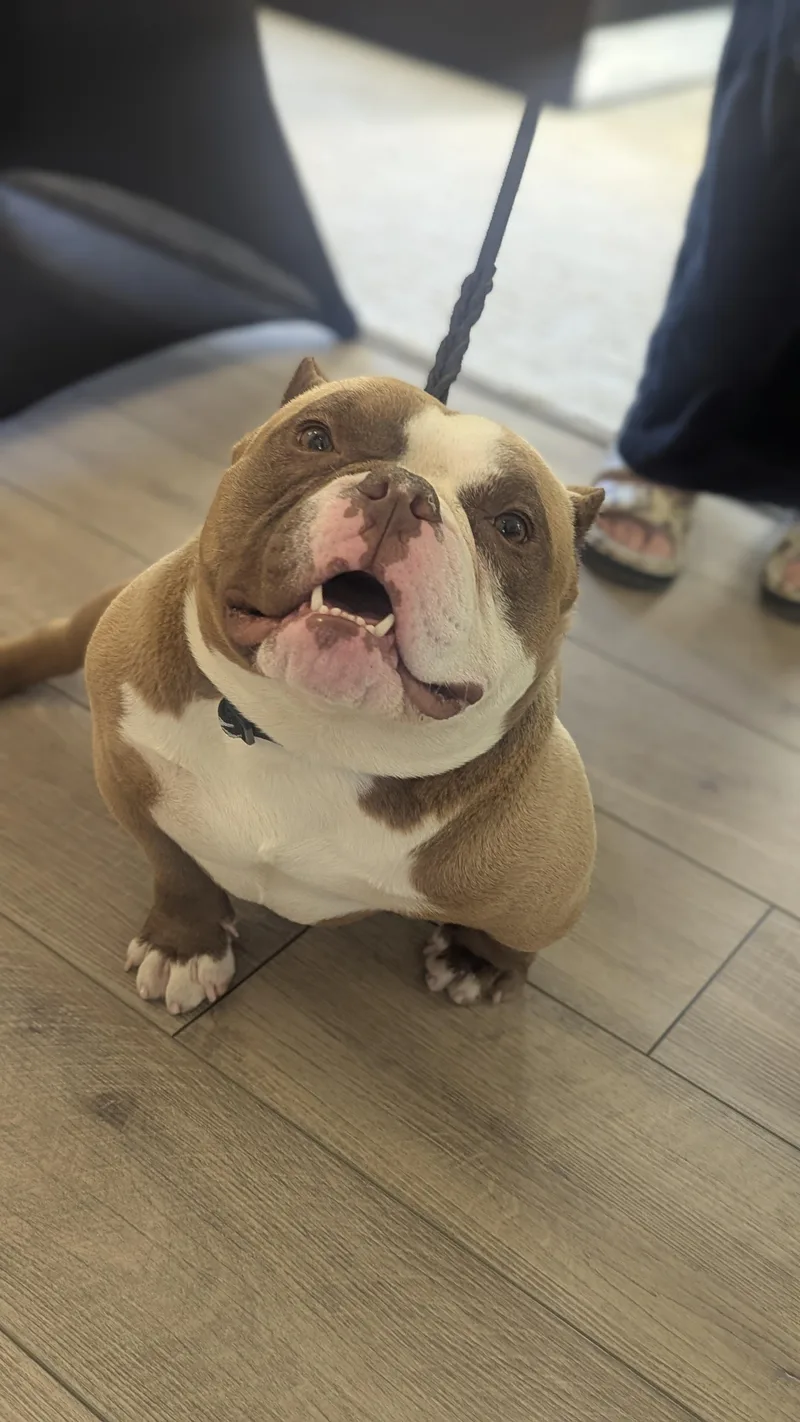 A young medium-sized male Pit Bull Terrier dog named Mcmuffin for adoption in Scottsdale, AZ