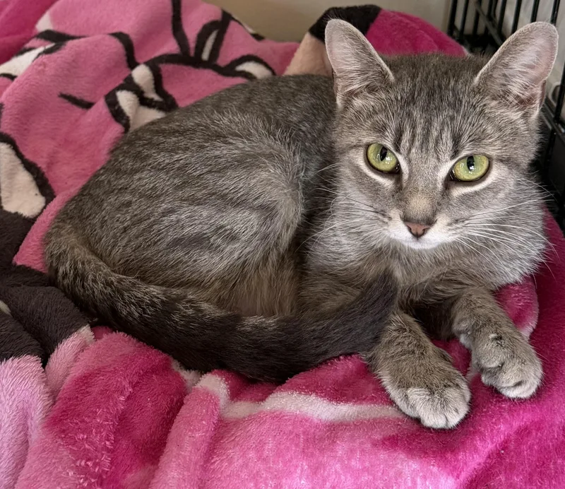A young small-sized female Domestic Short Hair cat named Wilma for adoption in Williamsville, NY