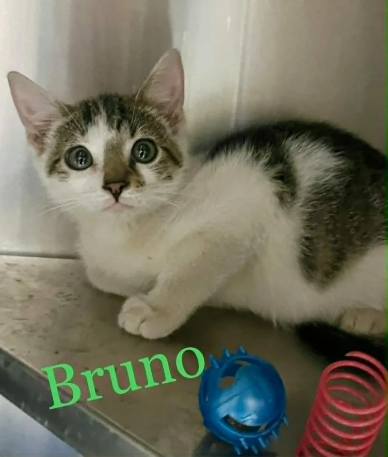 A baby medium-sized male Domestic Short Hair cat named Bruno for adoption in Princeton, IN