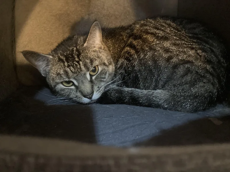 An adult small-sized female Domestic Short Hair cat named Plumpton Looking For A for adoption in Manchester, NH