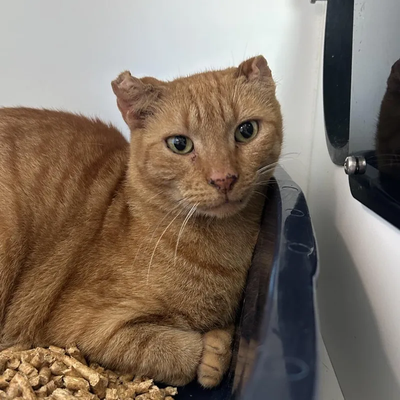 An adult large-sized male Domestic Short Hair cat named Fanta for adoption in Port Richey, FL
