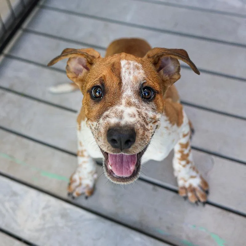 A baby medium-sized female Yellow / Tan / Blond / Fawn Mixed Breed dog named Hashbrown for adoption in Bradenton, FL