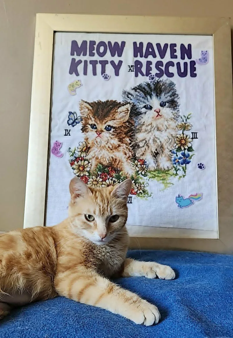 A young medium-sized female Tabby (Orange / Red) American Shorthair cat named Sunshine for adoption in San Jose, CA