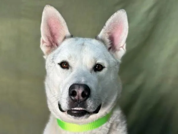 An adult large-sized male Siberian Husky dog named Sprite for adoption in Portland, OR