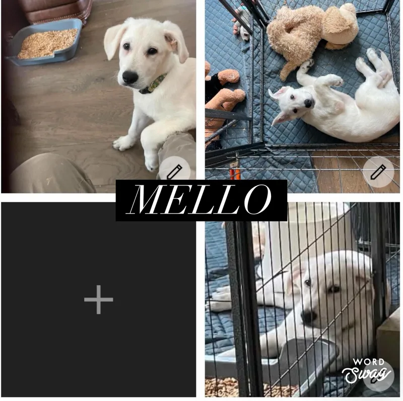 Mello