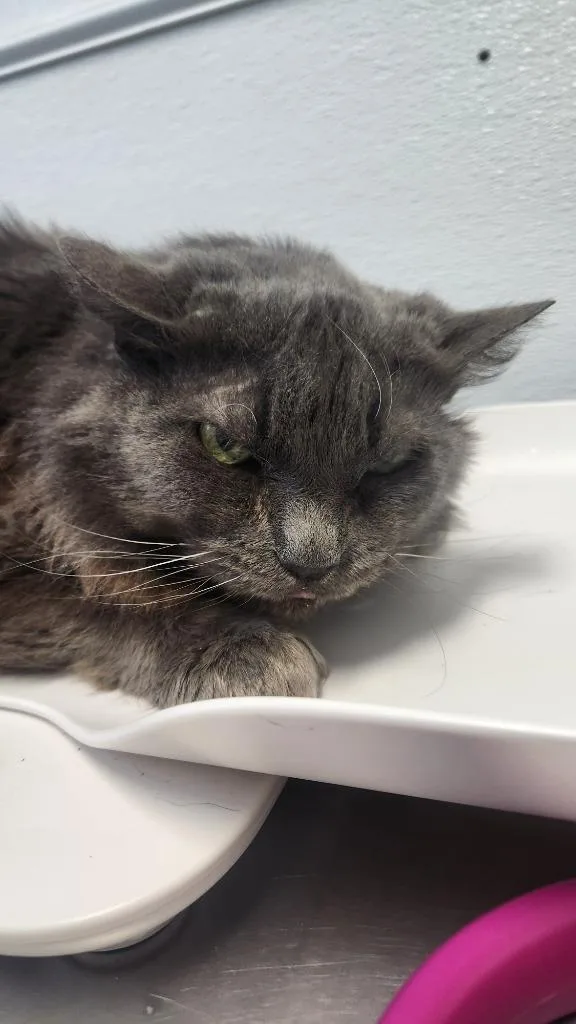 An adult small-sized male Domestic Long Hair cat named Bobby for adoption in Brookings, OR
