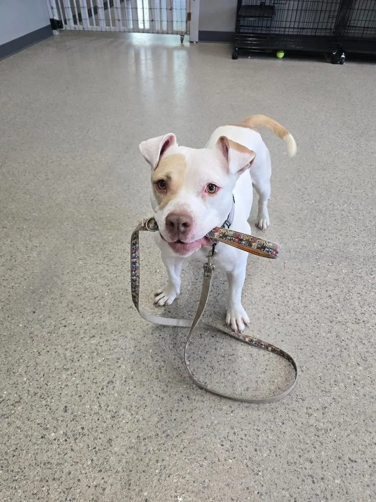 A young medium-sized female Mixed Breed dog named Corn Pops for adoption in Lansing, MI