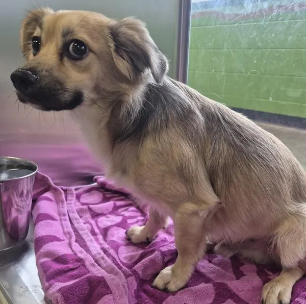 An adult small-sized male Terrier dog named Pen D for adoption in Lawrenceville, GA