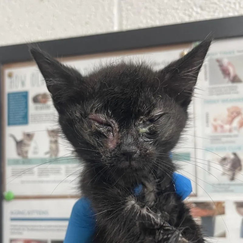 A baby small-sized male Black Domestic Short Hair cat named Victor for adoption in Edinburg, TX