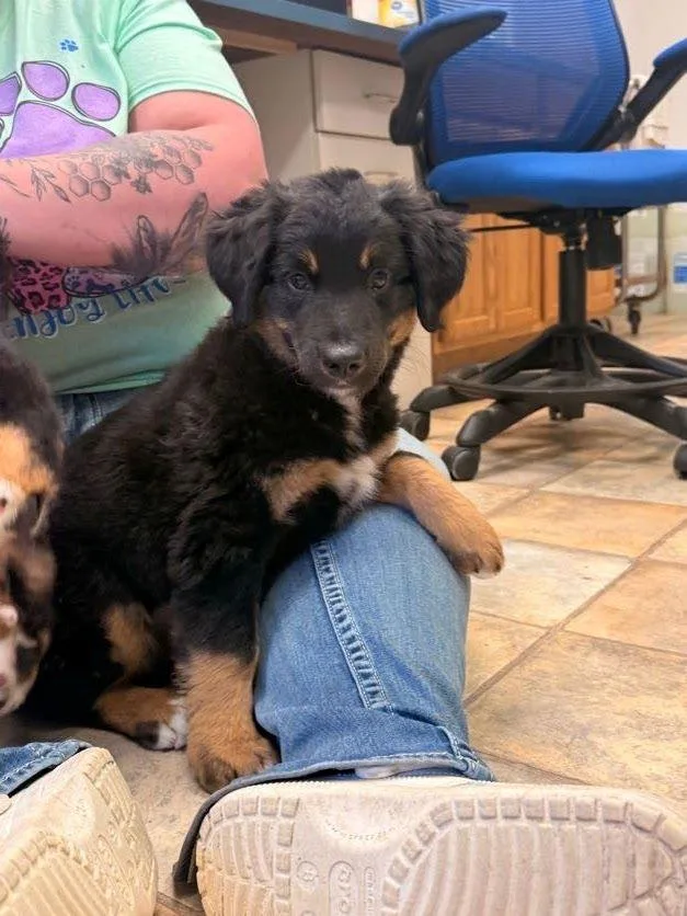 A baby medium-sized female Australian Shepherd dog named Dots for adoption in Neillsville, WI