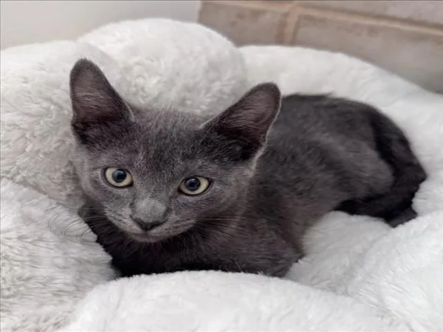 A baby medium-sized male Gray / Blue / Silver Domestic Short Hair cat named Smokey for adoption in Woodland, CA