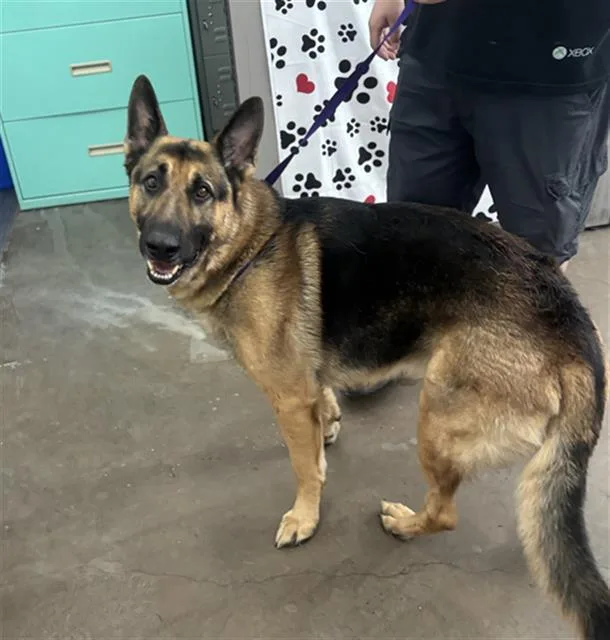 An adult large-sized male Mixed Breed dog named Jax for adoption in Dallas, TX