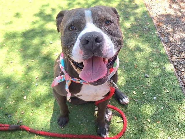 An adult large-sized male Pit Bull Terrier dog named Tyson for adoption in Mesa, AZ