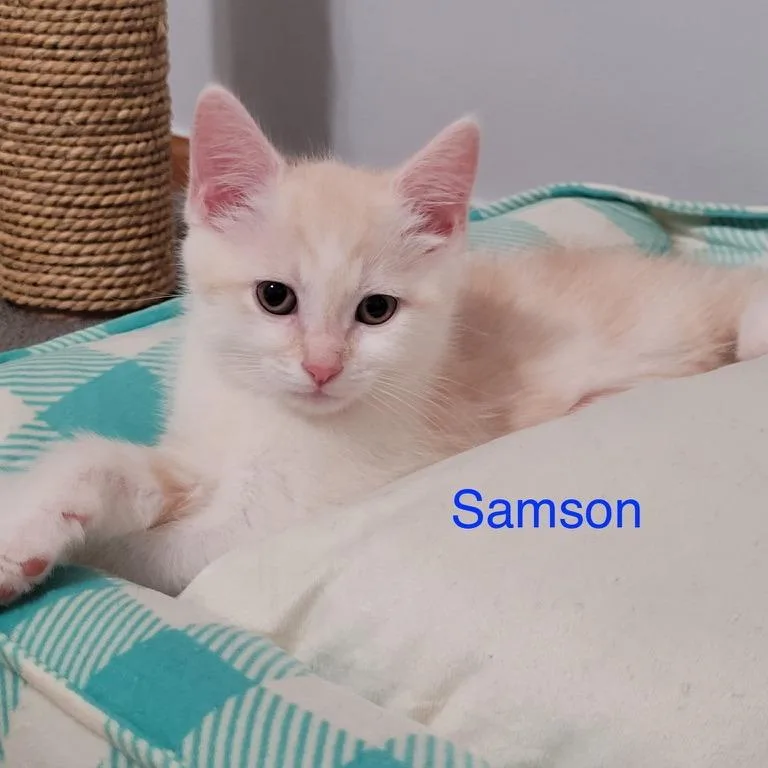 A baby small-sized male Buff / Tan / Fawn Domestic Short Hair cat named Samson for adoption in Carmel, IN
