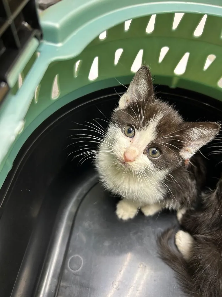 A baby small-sized female Domestic Short Hair cat named Blake for adoption in East Ridge, TN